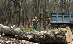 کاهش قاچاق چوب در غرب مازندران